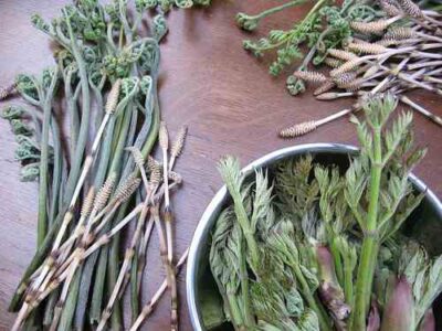 Wild Foraging for Food and Wisdom Image